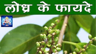 लोध्र के फायदे  Lodhra Symplocos Racemosa Benefits in Hindi [upl. by Gerhan]