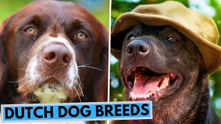 TOP 10 Dutch Dog Breeds List [upl. by Emolas]