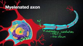 024 Nicodube23 How Myelin Sheaths speed up the Action Potential [upl. by Osnofla564]