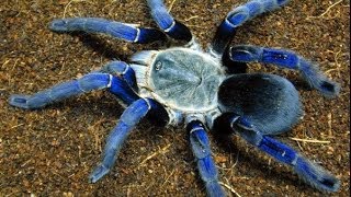 Top 10 Most Venomous Spiders [upl. by Tully673]