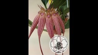 Bulbophyllum Elizabeth Ann Buckleberry unorchdea spettacolare [upl. by Gladys]