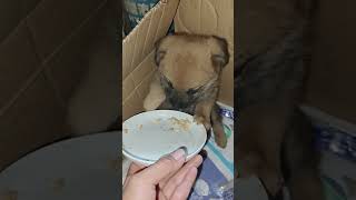 The Poor Little Dog Was Abandoned And Trembled After Being Rescued [upl. by Iaht]