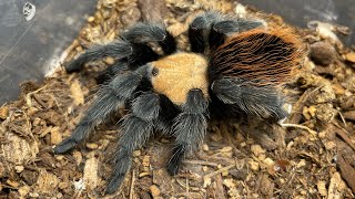 Brachypelma Albiceps Rehousing a stubborn Mexican golden red rump and showing off the three I own [upl. by Kacy]