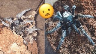 Saving my TARANTULA · Molt GONE WRONG [upl. by Mosra497]