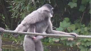 Silver Gibbon Baby at Munich Zoo  Silber Gibbon Baby im Tierpark Hellabrunn [upl. by Rydder]