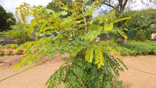 Abrus precatorius Rosary pea [upl. by Aihtyc]