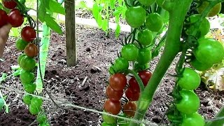 How to Prune Tomatoes for Earlier Harvests Higher Yields amp Healthier Plants [upl. by Niassuh]