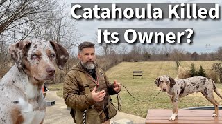 Catahoula Leopard Dog Killed Its Owner  What went wrong [upl. by Adnarem]