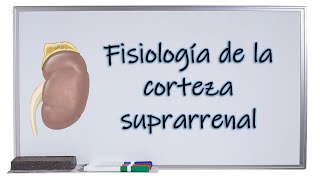 Fisiología de la corteza suprarrenal [upl. by Elehcir]