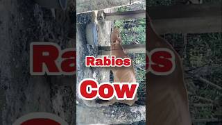 rabies  rabies symptoms  rabies patient cow  rabies cow  rabies infected cow rabies [upl. by Nnael]