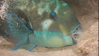 PARROTFISH These fish have a unique sleeping bag  Oceana [upl. by Rubbico645]