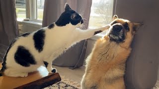 Funny Dogs And Cats Videos 2024 😅Theyre Best Friends [upl. by Dan320]