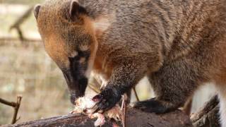 Nasenbär frisst Eintagsküken [upl. by Gibert673]