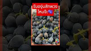 มองดีๆ หมาทั้งนั้น funny ตลก cute shorts dog fruit [upl. by Crenshaw566]