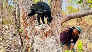 Man found the real activity of Eagle eating fish on tree stump  wildlife video [upl. by Arvad]