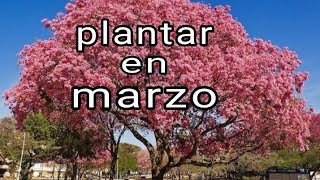 como plantar semillas de lapacho [upl. by Adnylem]