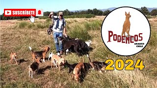 Caza de CONEJOS con PERROS PODENCOS Y CONEJEROS  ARAUCO CHILE 2024 [upl. by Doykos771]