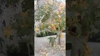 liquidambar No dejes de ver este video antes de plantarlo en tu jardin [upl. by Elberfeld]