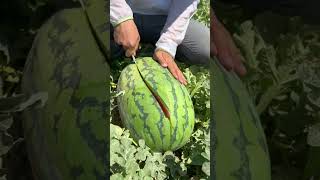 AMAZING GROWING WATERMELON  HOW TO CUTTING WATERMELON [upl. by Newell]