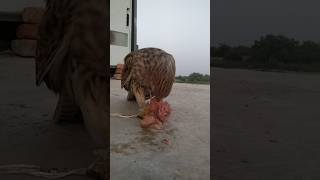 kestrel hunting kestrels [upl. by Elcarim674]