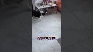 Cunning Canines How Two Dogs Outwitted Their Owner [upl. by Erdnaed]