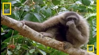 The Swinging Gibbon  National Geographic [upl. by Timoteo385]