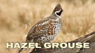 Hazel grouse sound and call [upl. by Jacquenetta]