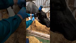 Adrenaline injection cows veterinary [upl. by Stormy]