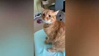 Very angry cat hissing compilation 7 [upl. by Willcox]