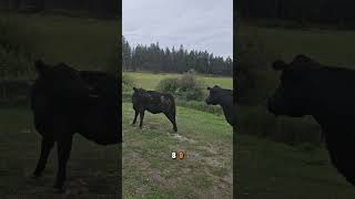 cow counting  3 bulls [upl. by Brandy]