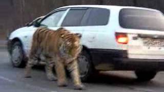 Siberian Tiger on the road Амурский тигр на дороге  To license this video contact infolpe360com [upl. by Nottarts]