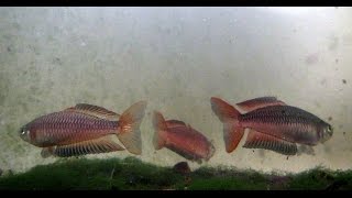 Australian Native Fish  Ornate Rainbowfish  Rhadinocentrus ornatus  Teewah Creek [upl. by Goldwin804]