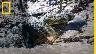 Un crocodile marin attaque un requin bouledogue [upl. by Sialac381]