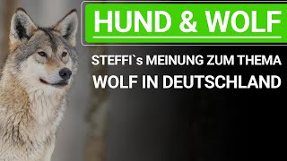 🐕🐶 Hund und Wolf ➡️ Stephanie Salostowitz Meinung zum Thema Wolf in Deutschland 🐕🐶✔️ [upl. by Etnuad]