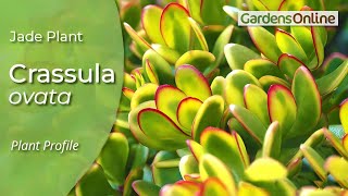 Crassula ovata  how to grow and propagate [upl. by Erot]