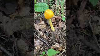 A yellow patches aminita  Amanita flavoconia  mushroom fungi fungus [upl. by Natal]