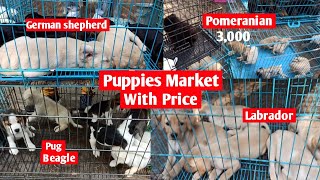 Puppies Market outside dog show  Puppies Market with Phone number and address [upl. by Anelliw]