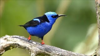 Redlegged Honeycreeper [upl. by Gersham]