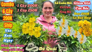 39🌲Mai Vàng Giá Rẻ🌲Xã Rẻ Mai Giống Combo 6 Cây Mà Chỉ 200K Bao Ship • Giao Lưu Mai Vàng [upl. by Eitak]