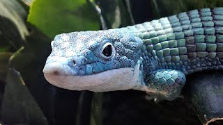 Abronia Graminea Dragoncito Azul Lagarto de las Bromelias [upl. by Kciv347]