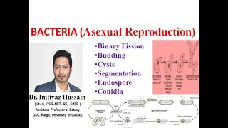 Asexual Reproduction in Bacteria Binary Fission Budding Cysts SegmentationEndospore Conidia [upl. by Jonah]