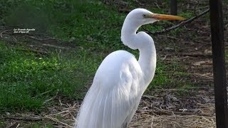 La grande Aigrette est un échassier migrateur protégé  Zoo dUpie Drôme France [upl. by Nuahs351]