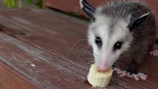 Baby Opossum Eats Bananas In Slow Motion [upl. by Allrud]