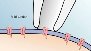 The Patch Clamp Method [upl. by Arodoeht]