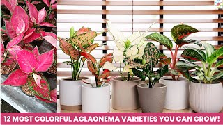 24 Aglaonema Top Rare Varieties 2023 with Names and Video [upl. by Eedyak277]