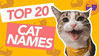 TOP 20 Most Popular Cat Names in The WORLD [upl. by Ykcin]