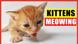 Kittens Meowing High Quality Kitten Meowing Sounds to Find Your Cat Cute Kittens Meowing Loudly [upl. by Anaiv]