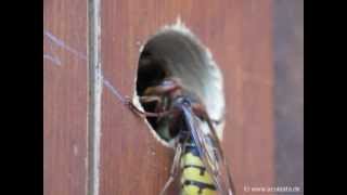 Hornisse jagt am Nest der Gemeinen Wespe [upl. by Iney]