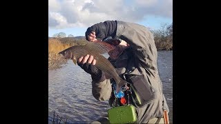 River Nith 2lb Grayling from Mr Gourley [upl. by Nnayelsel]