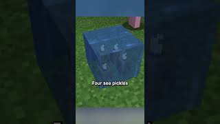 four sea pickles [upl. by Shanan]